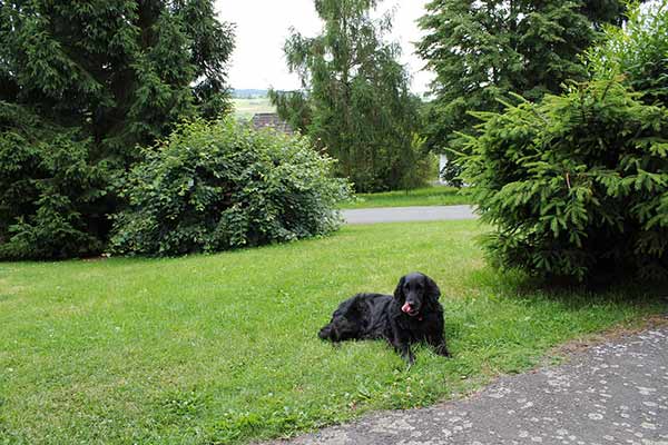 hond Tara op vakantie in Frankenau